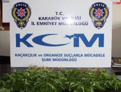 Karabük'te Hint Keneviri Operasyonu