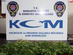 Saksıda Hint Keneviri Yetiştiren 9 Kişi Gözaltına Alındı