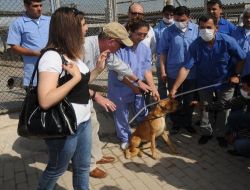 İngilizler, Sokak Köpekleri İçin Geldi