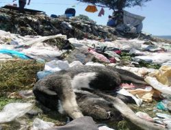 Körfezdeki Köpek Ölümleri Dernekleri Harekete Geçirdi!