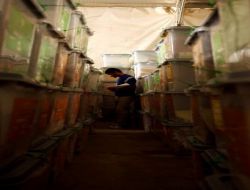 Afganistan'da Oy Sayımı Devam Ederken Hile İddiaları Gündemde