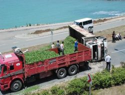 Rize'de Yaş Çay Yüklü Kamyon Yola Devrildi: 1 Yaralı!