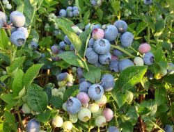 Karadeniz'de Likapa Yetiştiriciliği Hızla Yayılıyor