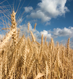 Buğday İthalatı 1 Yıl Yapılmayacak!!