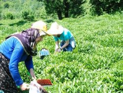 Çaykur'un Yaş Çayda Kontenjan Uygulamasına Ürecitiler Tepki Gösterdi
