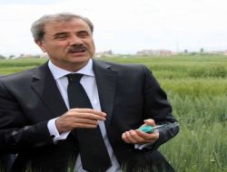 Konya'da Süne Zararlısıyla İlaçlı Mücadele Başladı!