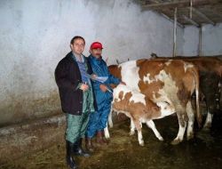 İlkbahar Döneminde 282 Bin Baş Hayvana Şap Aşısı Yapıldı