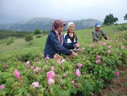 Gül Üreticisi, 2 Lira Taban Fiyat Bekliyor!.