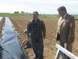 Ereğli'de Organik Çilek Üretme Projesi Başladı