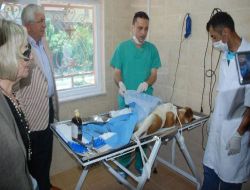 Ereğli Sokak Hayvanları Rehabilitasyon Merkezi, Şehir Dışına Da Hizmet Veriyor