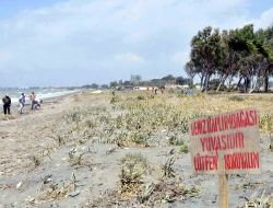 Caretta Yuvaları Koruma Altına Alındı