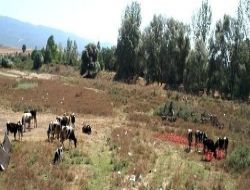 Çiftçi, Ektiği Domatesi Satamayınca Hayvan Merasına Döktü