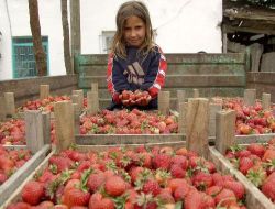 Köylüler Ürününü Nilüfer Köylü Pazarı'nda Satacak