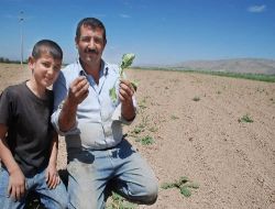 İlacın Formülünde Hata Çıktı, 10 Bin Ton Pancar Zarar Gördü!