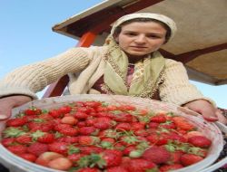 Çilek Üretiminde Başarıyı Yakalayan Kaledibi Gelecek Vadediyor