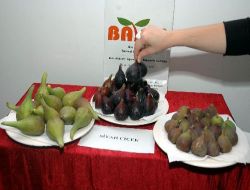 Batem, İnciri Mevsiminden 1,5 Ay Önce Yetiştirdi