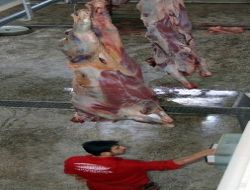 "hayvan İthal Edip Keserek Et Fiyatlarında Kalıcı Düşüş Olmaz"