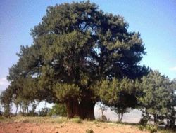 Güneysınır'daki Bin Yıllık Anıt Ağaç İlgi Çekiyor