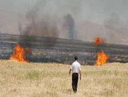 Harran Ovası'nda Anız Yakılması Düzensiz Sulamayla Oluşan Tuzlaşmaya Eş Değer