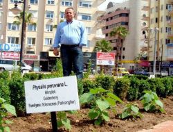 İlaç Yapımında Kullanılan Bitki Çeşitleri Antalya'da Park Süslüyor