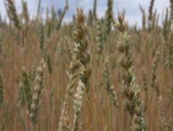 Burdurlu Çiftçiye 'ekmeklik Buğday Ekin' Önerisi