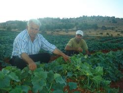 Aydınkavaklı Çiftçiler Ürettiği Salatalığı Maliyetin Altında Satıyor