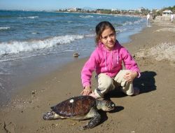 2 Bin Yavru Caretta Caretta Evlat Edinilerek Koruma Altına Alındı