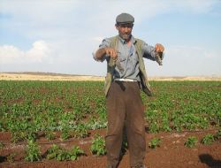 Kilisli Çiftçilerin Başı Tarla Fareleriyle Dertte