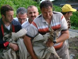 Yaralı Karacayı Tedavi İçin Seferber Oldular