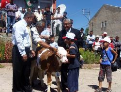 Ahlat'ın En Güzel Buzağısı Seçildi