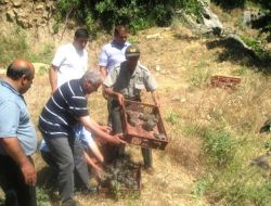 Bitlis'te 400 Keklik Ormanlık Alana Bırakıldı
