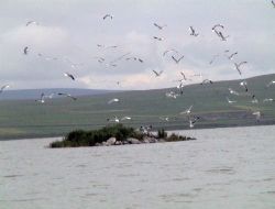 Çıldır Gölü'nde Ufak Adayı Mesken Tutan Kuşlar Ziyaret Edilmekten Hoşlanmıyor