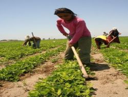 Tatil Yerine Tarlaların Yolunu Tuttular