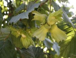 'yeşil Altın' Fındık, Türkiye'ye 32 Yılda 22 Milyar Dolar Kazandırdı