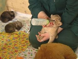 Öksüz Aslan Yavrusuna Köpek Annelik Ediyor