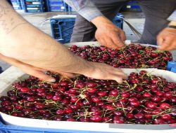 Senirkent'te Kiraz Rekoltesinde Yüzde 80 Artış Bekleniyor