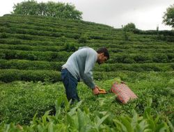 Çaykur'da Birinci Sürgün Yaş Çay Alımları Tamamlandı