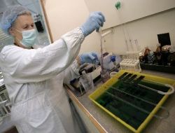 Rusya,Ekim'de Domuz Gribi Aşısının Seri Üretimine Başlıyor!