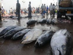 Sri Lanka Sularına Her Gece Bin 400 Kaçak Balık Teknesi Giriyor