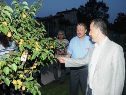 Bakan Özak Kayısı Bahçesini Gezdi