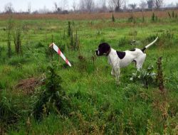 Köpekler Hem Kendileri Hem Sahipleri İçin Yarışacak
