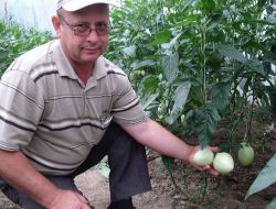 Emekli Ormancı Bahçesinde Pepino Yetiştiriyor