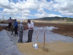 Tmo Konya Bölgesinde İlk Hububat Alımını Güneysınır'da Yaptı