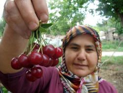 Antalya'da Vişne ve Kiraz Rekoltesinde Yüzde 25 Artış Bekleniyor!