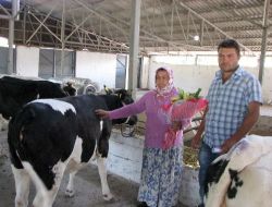 Suluova'da 13 Köyde 24 Aileye Beşer Baş Gebe Düve Dağıtımı Yapıldı