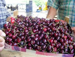 Fazla Yağış Kirazı Vurdu, Üretici Zararda!.