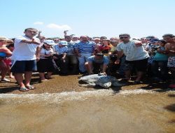 Kaplumbağa 'ısabell Dalyan' 40 Yıl Sonra Denizle Buluştu