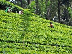 'Kaçak Çay'ın Anavatanında Tamil İşçiler Sefalet İçinde!