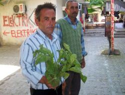 Gördes'te Şiddetli Yağmur ve Dolu Tütünleri Vurdu!
