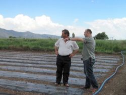 Suşehri'nde Çiftçiler Deneme Amaçlı Üretim Yaptı